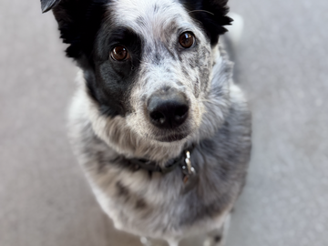   : Scout