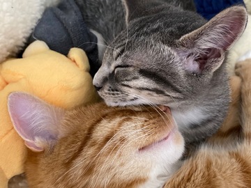   : Mango & Brooklyn