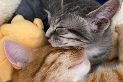   : Mango & Brooklyn