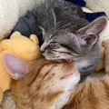   : Mango & Brooklyn
