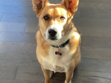   : Bowie