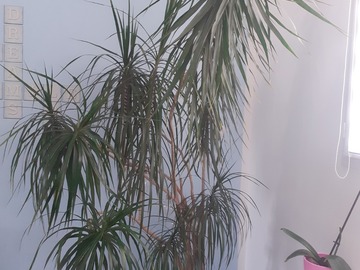 Vente: Dracaena Marginata adulte.