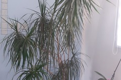 Vente: Dracaena Marginata adulte.