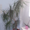 Vente: Dracaena Marginata adulte.