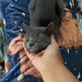   : Kiwi
