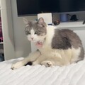   : Bri