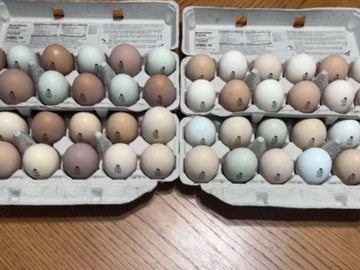 Selling with In-person Payment: Farm fresh organic eggs 