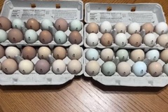 Selling with In-person Payment: Farm fresh organic eggs 