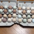 Selling with In-person Payment: Farm fresh organic eggs 