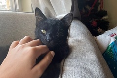   : Blackie