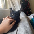   : Blackie
