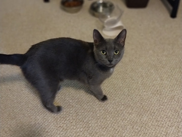   : Nika
