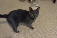  : Nika