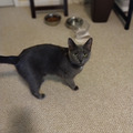   : Nika