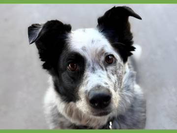  : Scout