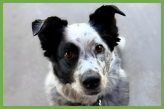  : Scout