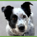  : Scout