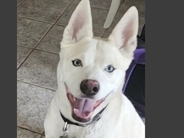   : Buddy