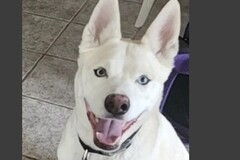  : Buddy