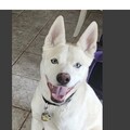   : Buddy