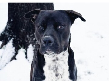   : Elvis