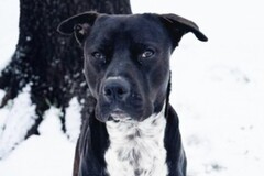   : Elvis