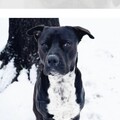   : Elvis