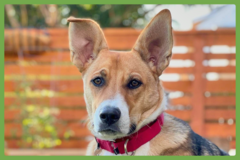  : Bowie