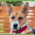  : Bowie