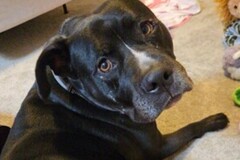   : Charlie