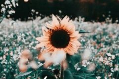 Selling: August Question of the Month; 'Am I going to do this this month?'