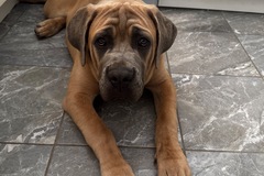   : Enzo