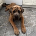   : Enzo