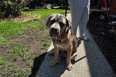   : Junior