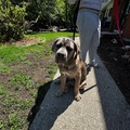   : Junior