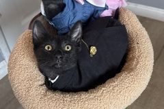   : Two black kittens
