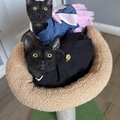   : Two black kittens