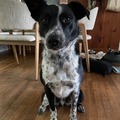   : Shasta