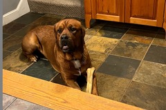   : Bear