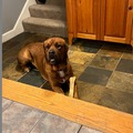   : Bear
