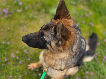   : Luna