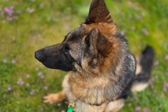   : Luna