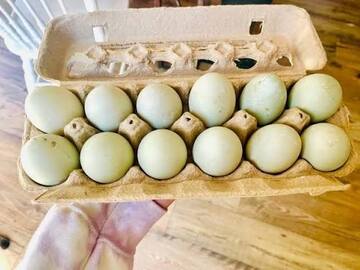 Selling with In-person Payment: haching duck eggs