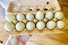 Selling with In-person Payment: haching duck eggs