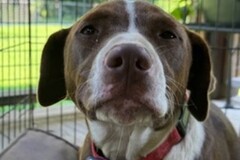   : Brownie