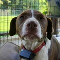   : Brownie
