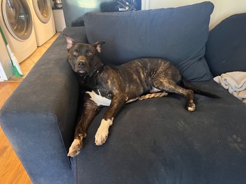   : Rascal