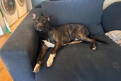   : Rascal