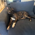   : Rascal