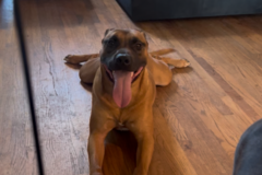   : Comet